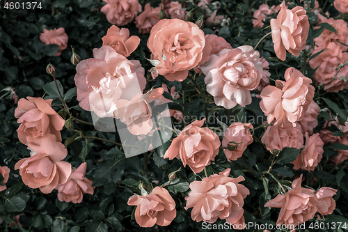 Image of Pastel pink roses in the garden