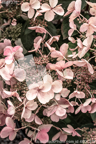 Image of Pink hortensia flowers in the garden