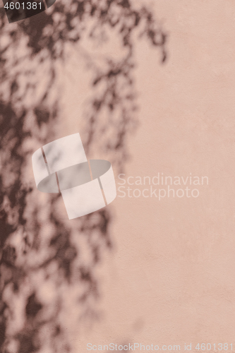 Image of Shadow of tree branches on pink wall