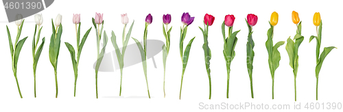 Image of Tulips flowers isolated on white background