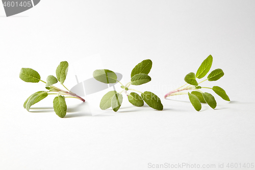 Image of Green leaf pattern from fresh twigs of salvia plants.