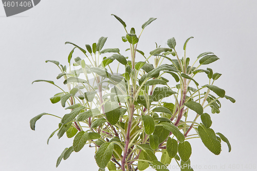 Image of Fresh herbal bouquet from green branches of salvia plant.