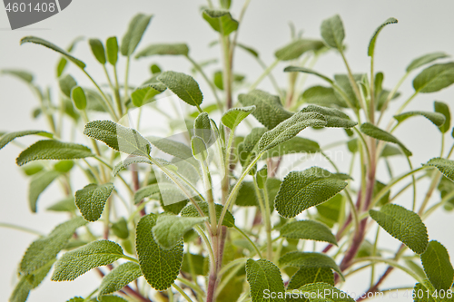 Image of Close-up view of fresh natural salvia plant branches.