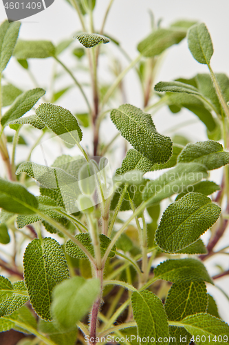 Image of Macro view of green twigs of salvia plant with leaf structure.