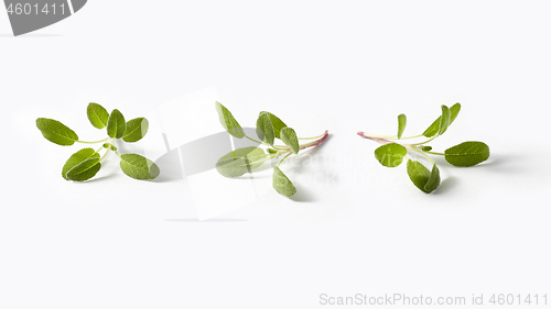 Image of Salvia plant pattern from twigs of fresh green spring leaves.