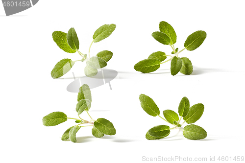 Image of Square plant pattern from branches of green salvia plants.