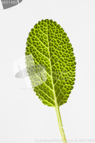 Image of Close-up of fresh green salvia leaf with structure.