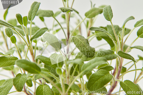 Image of Natural herbal background from green leaves of salvia plant.