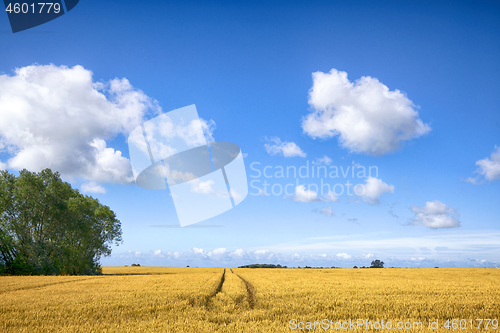 Image of Landscape with tracks in golden fields