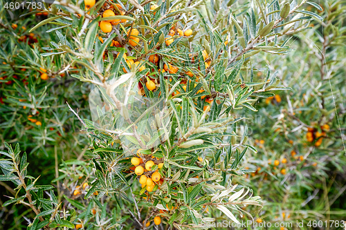 Image of Buckthorn bush with healthy yellow cherry berries