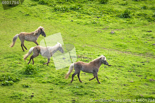 Image of Three grey horses running wild on a green meadow