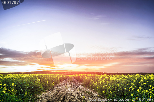 Image of Sunset over a canola field in the summer