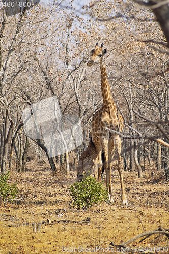 Image of Giraffe calf feeding from the mother