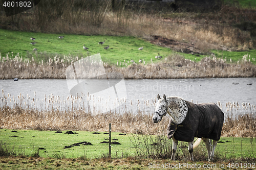 Image of White horse in clothes walking close to a lake