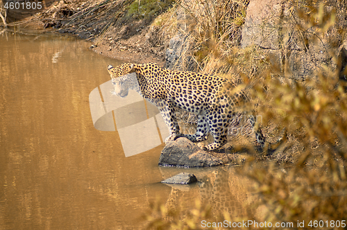 Image of Leopard looking for fish in a waterhole