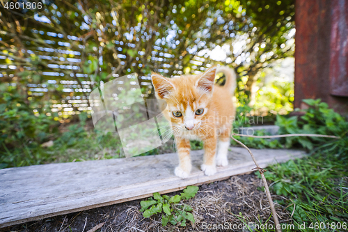 Image of Cute kitten in orange color walking around