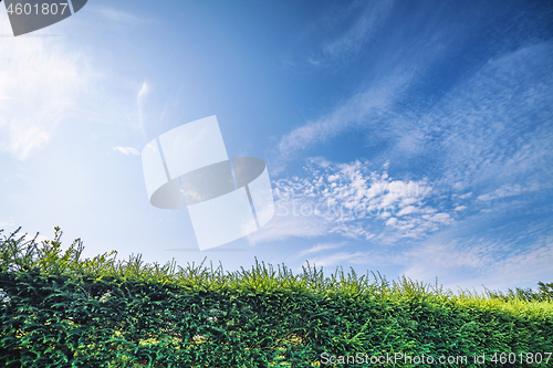 Image of Larch hedge in a garden under a blue sky