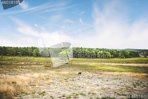 Image of Black sheep in a summer landscape with dry plains