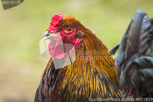 Image of Close-up of a rooster in the spring