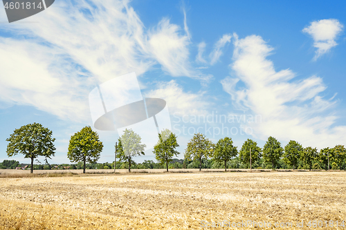 Image of Green trees on a row in the summer