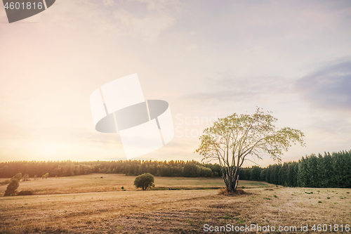 Image of Beautiful sunset over dry fields in the summer