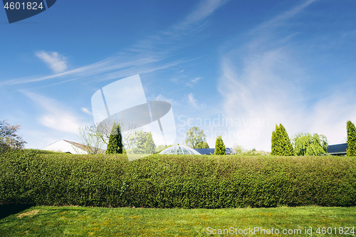 Image of Hedge in a yard with a green lawn in the summer