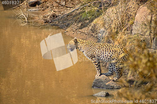 Image of Leopard fishing in a small waterhole