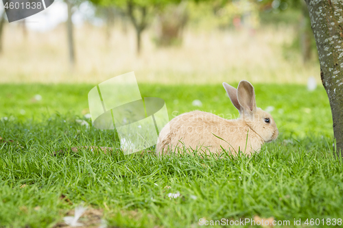 Image of Cute bunny rabbit sitting in green grass