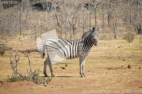 Image of Zebra standing on the savannah looking straight ahead