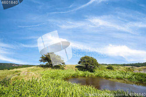 Image of Two trees by a lake on a meadow