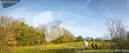 Image of Two horses in a panorama landscape standing