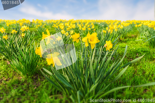 Image of Yellow daffodils in a park at springtime