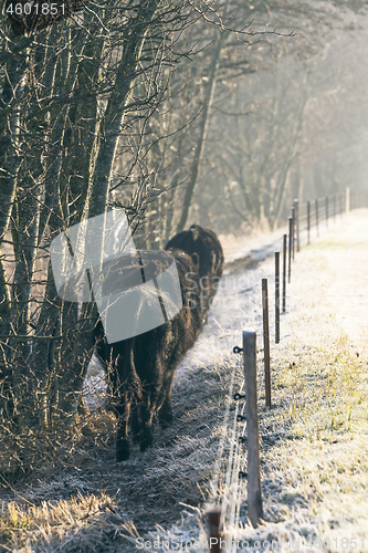 Image of Cattle walking along an electric fence