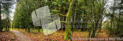 Image of Forest panorama scenery with a tree