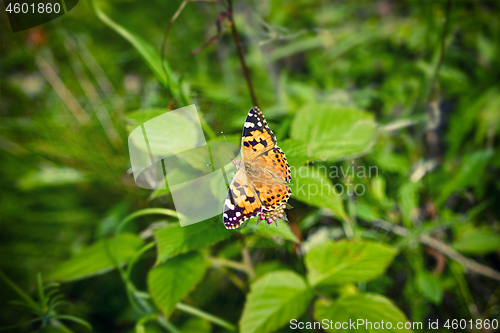 Image of Vanessa Cardui butterfly on a pink flower