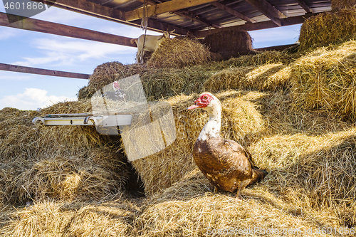 Image of Farm animals in a barn with hay