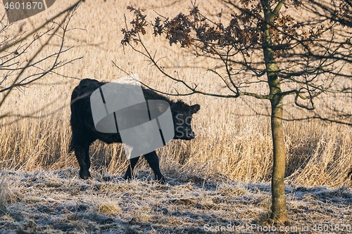 Image of Black cow walking along a wheat field with frost