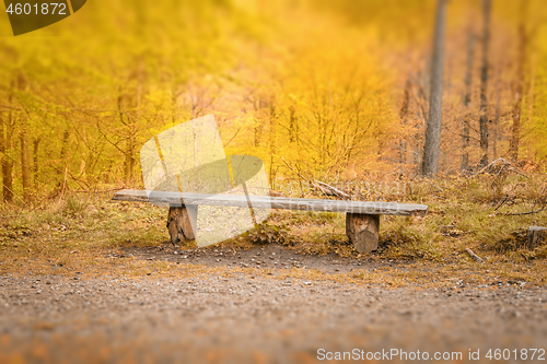 Image of Old bench with a plank in a bright forest