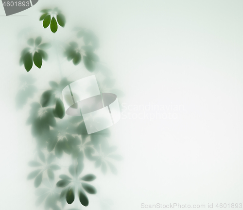 Image of abstract blurred leaves