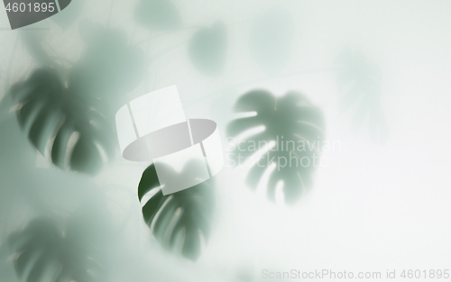 Image of monstera palm in fog