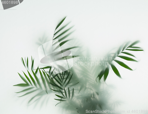 Image of palm in fog