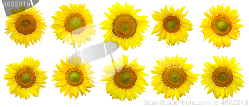 Image of Sunflower isolated on the white background