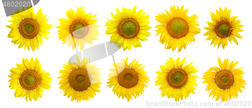 Image of Sunflower isolated on the white background