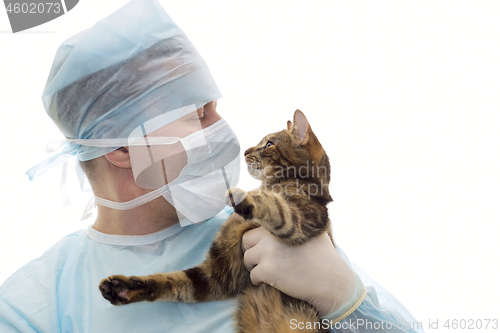 Image of Veterinarian in a sterile clothes cap and mask with a kitten