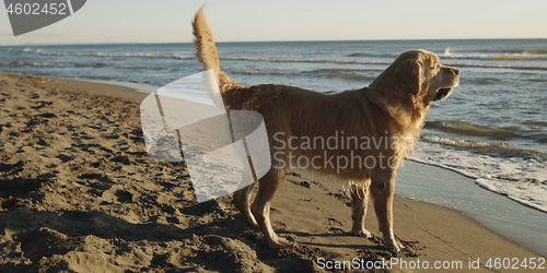 Image of Dog On The Beach