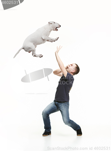 Image of Emotional Portrait of a man and his Bull Terrier dog, concept of friendship and care of man and animal