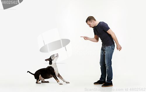 Image of Emotional Portrait of a man and his Bull Terrier dog, concept of friendship and care of man and animal