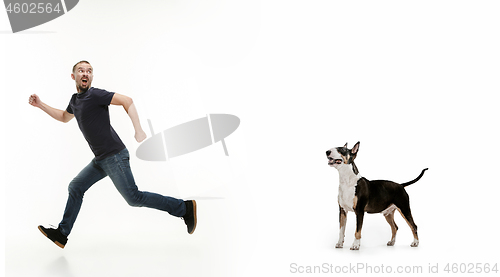 Image of Emotional Portrait of a man and his Bull Terrier dog, concept of friendship and care of man and animal