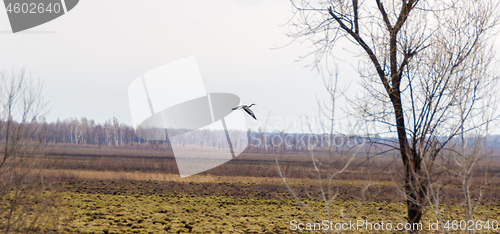 Image of Grey heron