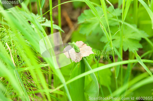 Image of Grass and leaf 1